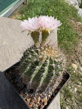 Preview: Acanthocalycium spiniflorum